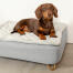 Perro salchicha sentado en Omlet Topology cama para perros con funda acolchada y Gold hairpin feet