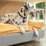 Perro dálmata sentado en Omlet Topology cama del perro con el topper de la bolsa de frijoles y los pies de horquilla blanca