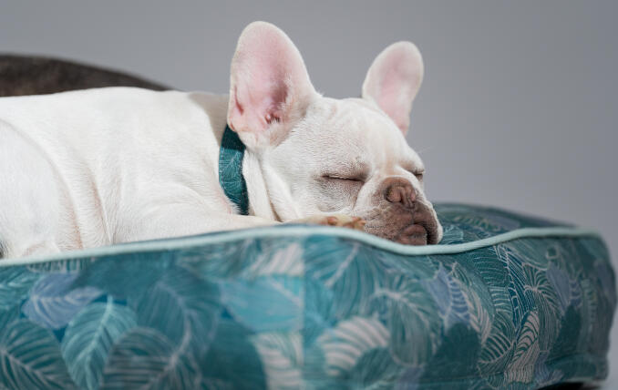 Frenchie blanco descansando su cabeza en una suave y resistente cama cojín para perros de Omlet