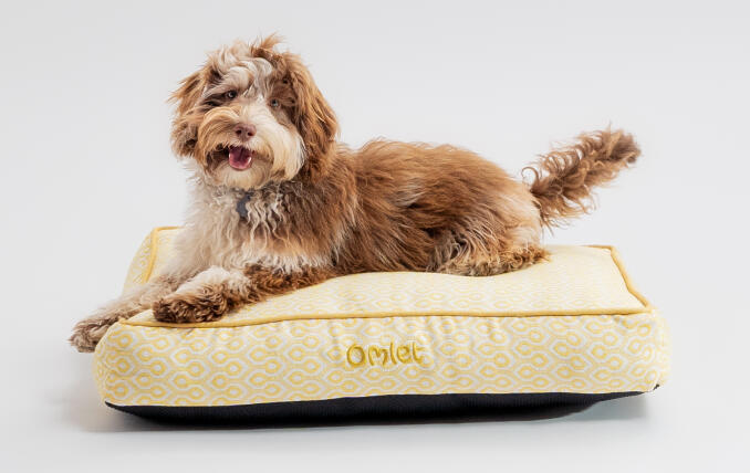 A dog lying on the Honeycomb Pollen cushion dog bed.