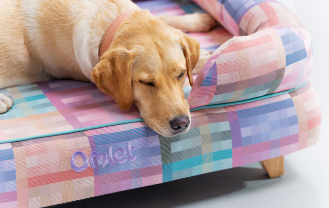retriever laying on pastel geometric dog bed