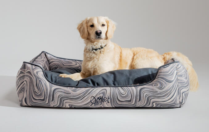 Retriever miniatura tumbado en una elegante y portátil cama nido para perros de Omlet 