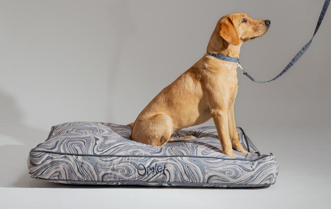 Retriever con una cama cojín estampada para perros de Omlet con correa a juego