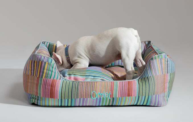 Frenchie blanco escarbando en una elegante cama para perros de diseño Omlet