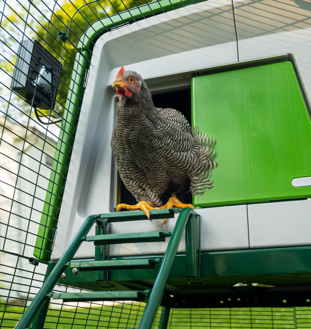 Pollo saliendo de una puerta automática en Eglu Cube