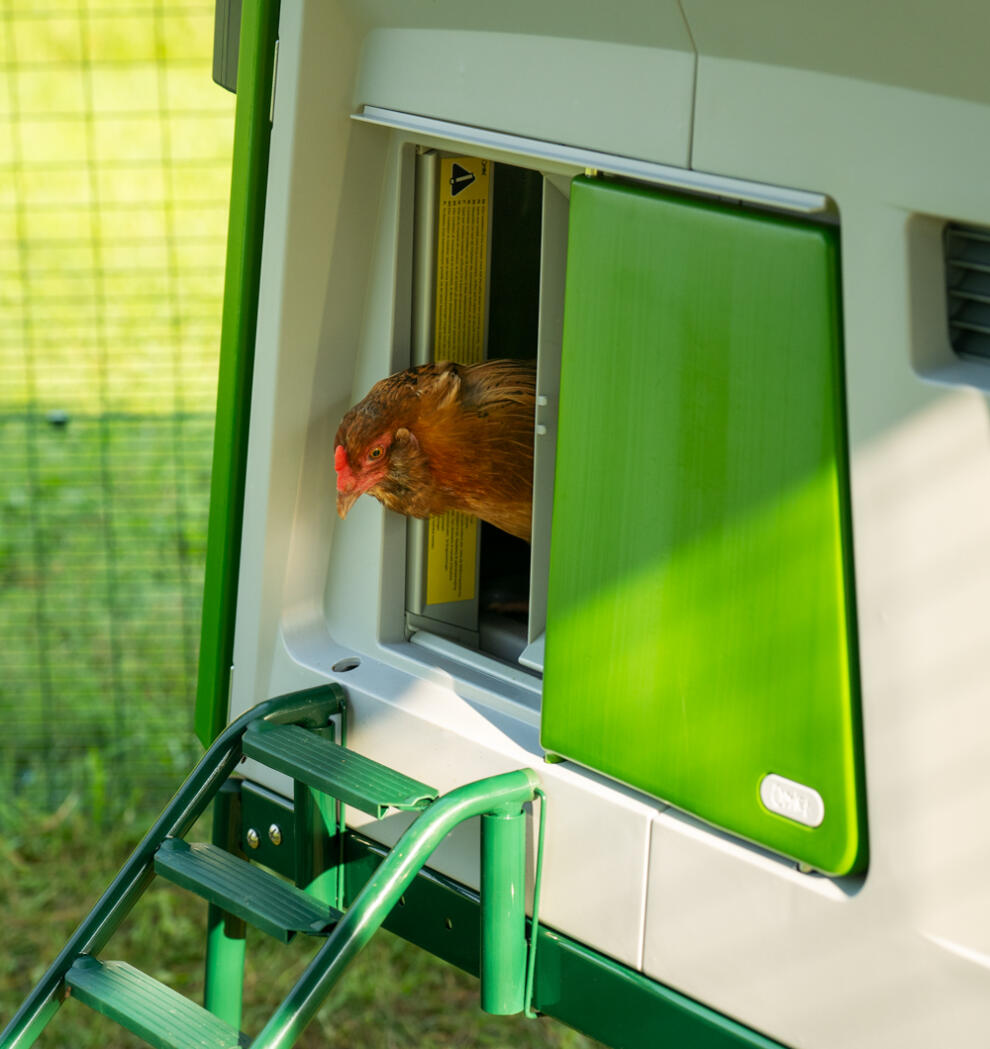 Una gallina en la puerta automática del gallinero.