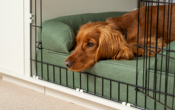 perro descansando dentro de una jaula