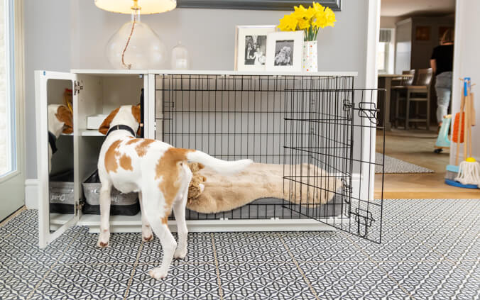 perro mirando dentro de una jaula con armario accesorio