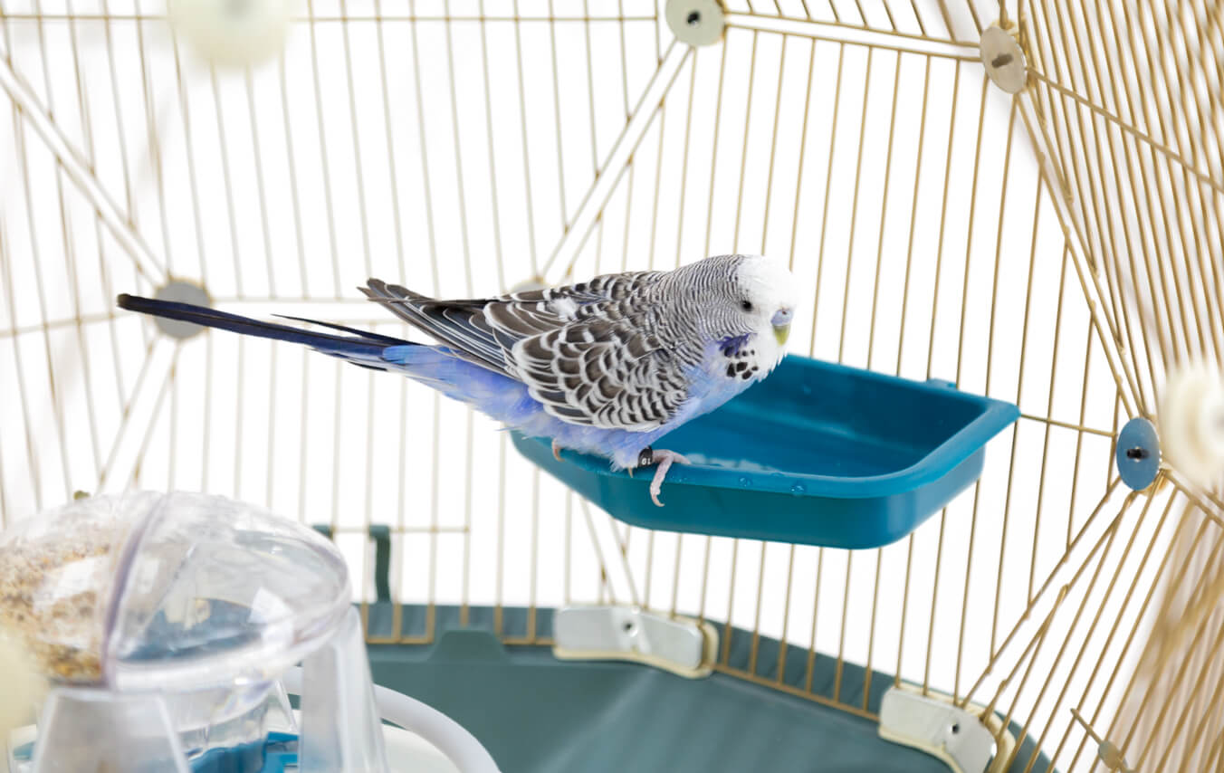 El baño es una parte esencial del mantenimiento del plumaje de las aves