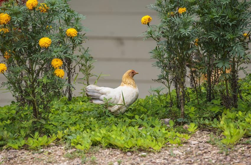 A beautiful white and ginger chicken searching for some bug in the garden
