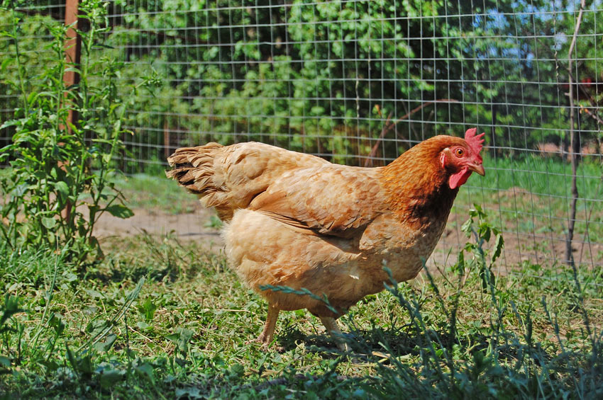 A happy free roam chicken with a healthy set of ginger feathers