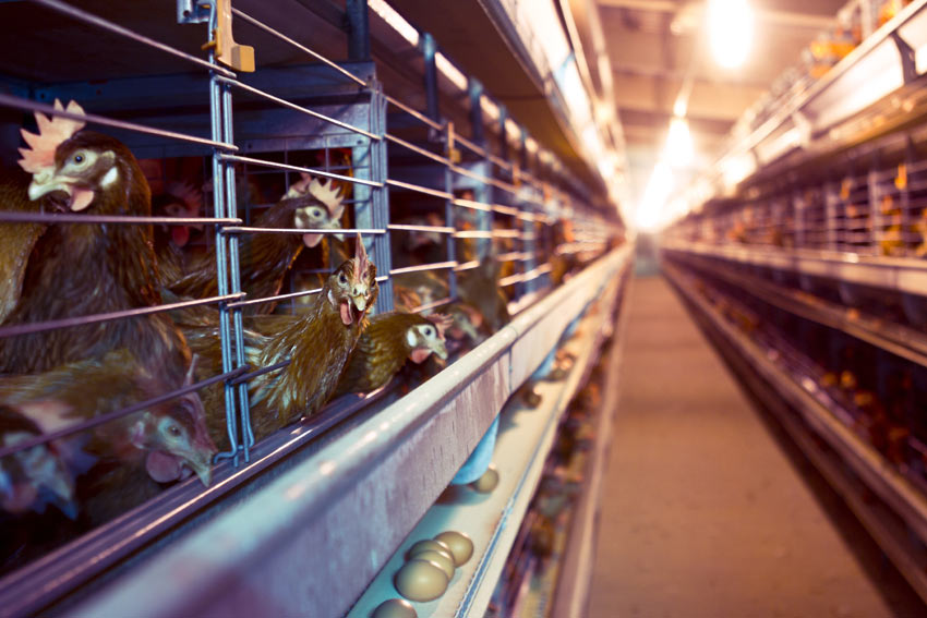 Battery hens living inside cages in a battery farm factory