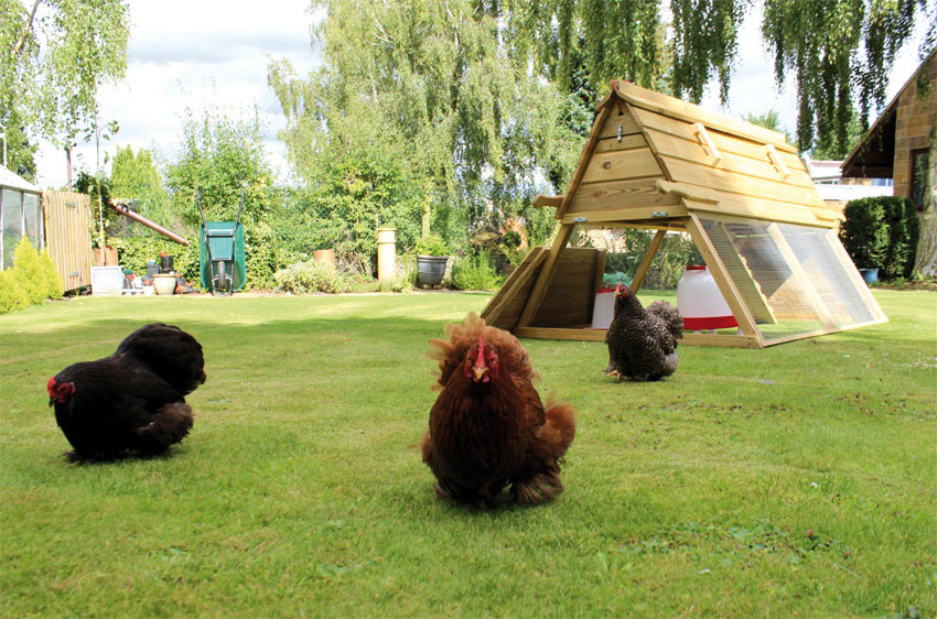 The Boughton chicken coop being used by a brood of bantams