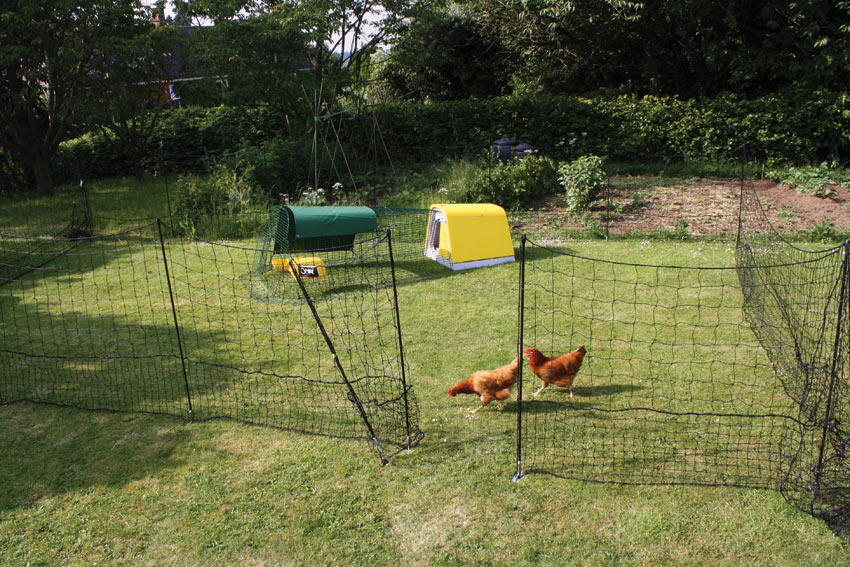 The Omlet fencing keeping the chickens out of the vegetable patch