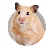 Hamster and Gerbil Information