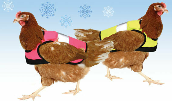 Hühner im Winter mit Warnweste