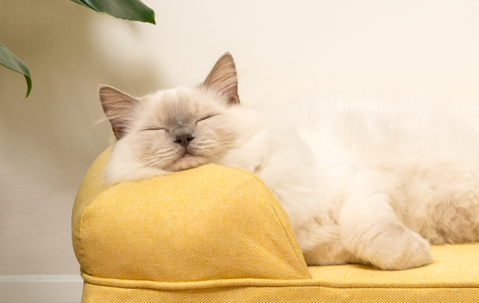 Cat resting peacefully in the bolster bed with supportive bolster cushion