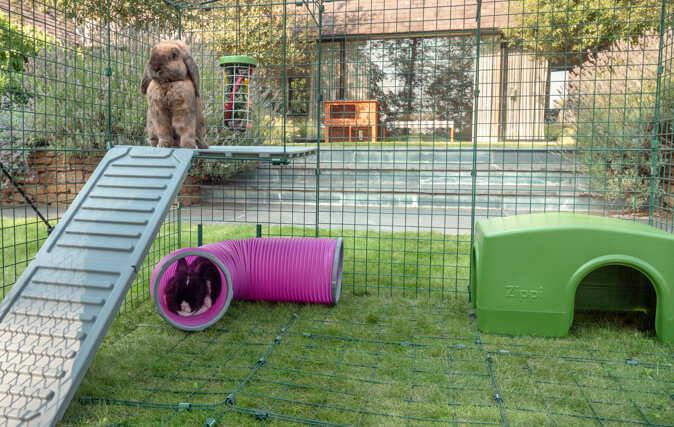 Los conejos se sentirán seguros en lo alto y protegidos debajo de las plataformas