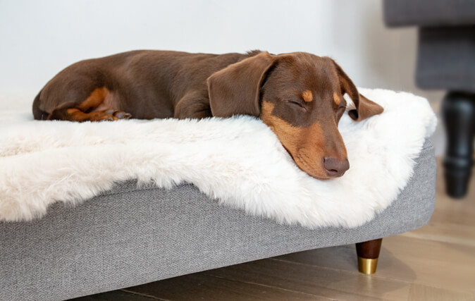 Mima a tu perro con un nueva funda para su cama única y con estilo