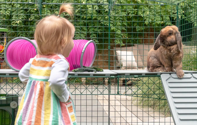 Las plataformas Zippi hacen que el recinto de tus conejos sea un lugar más emocionante, fomentando el juego interactivo y el ejercicio
