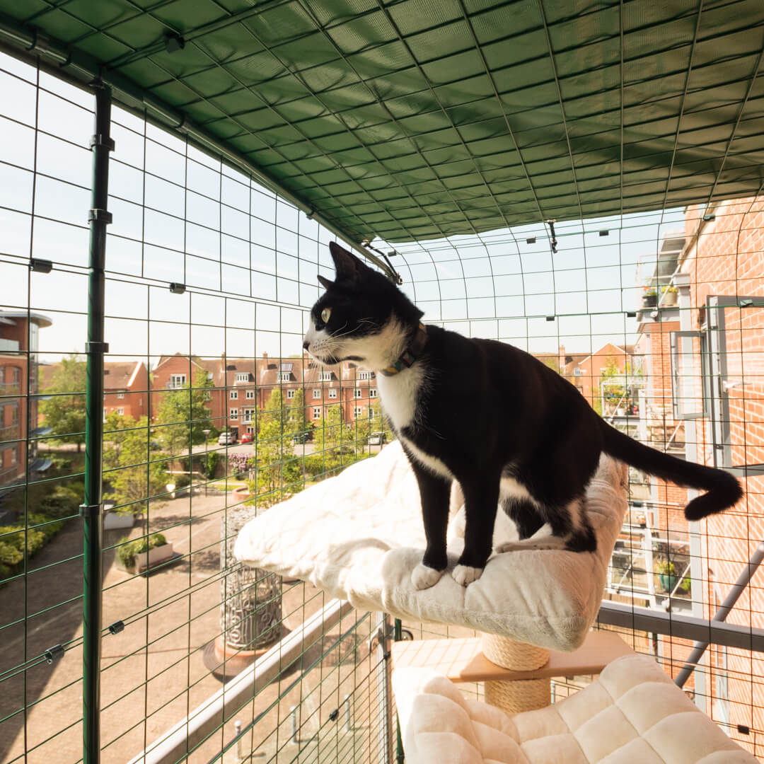 Gato relajándose en el recinto de balcón para gatos de Omlet en un gimnasio para gatos