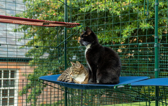 Gatos relajándose en un peldaño de tela dentro de un recinto para gatos