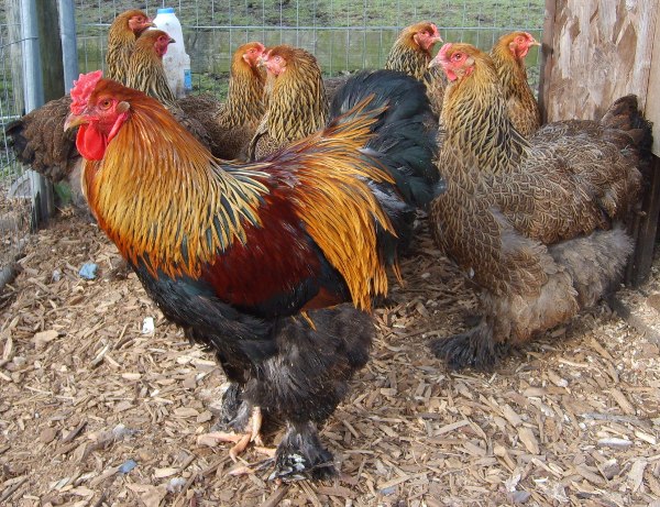 Brahma Cockerel with hens