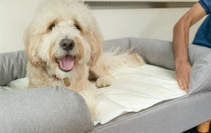 
La alfombrilla refrescante se puede colocar en un sofá, en la cama de tu perro o en el suelo