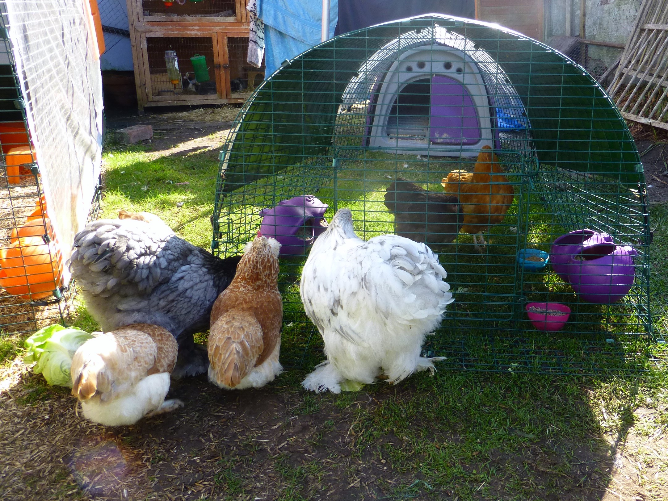 Helen Goodson's hens being introduced to their new Orpington hen friends