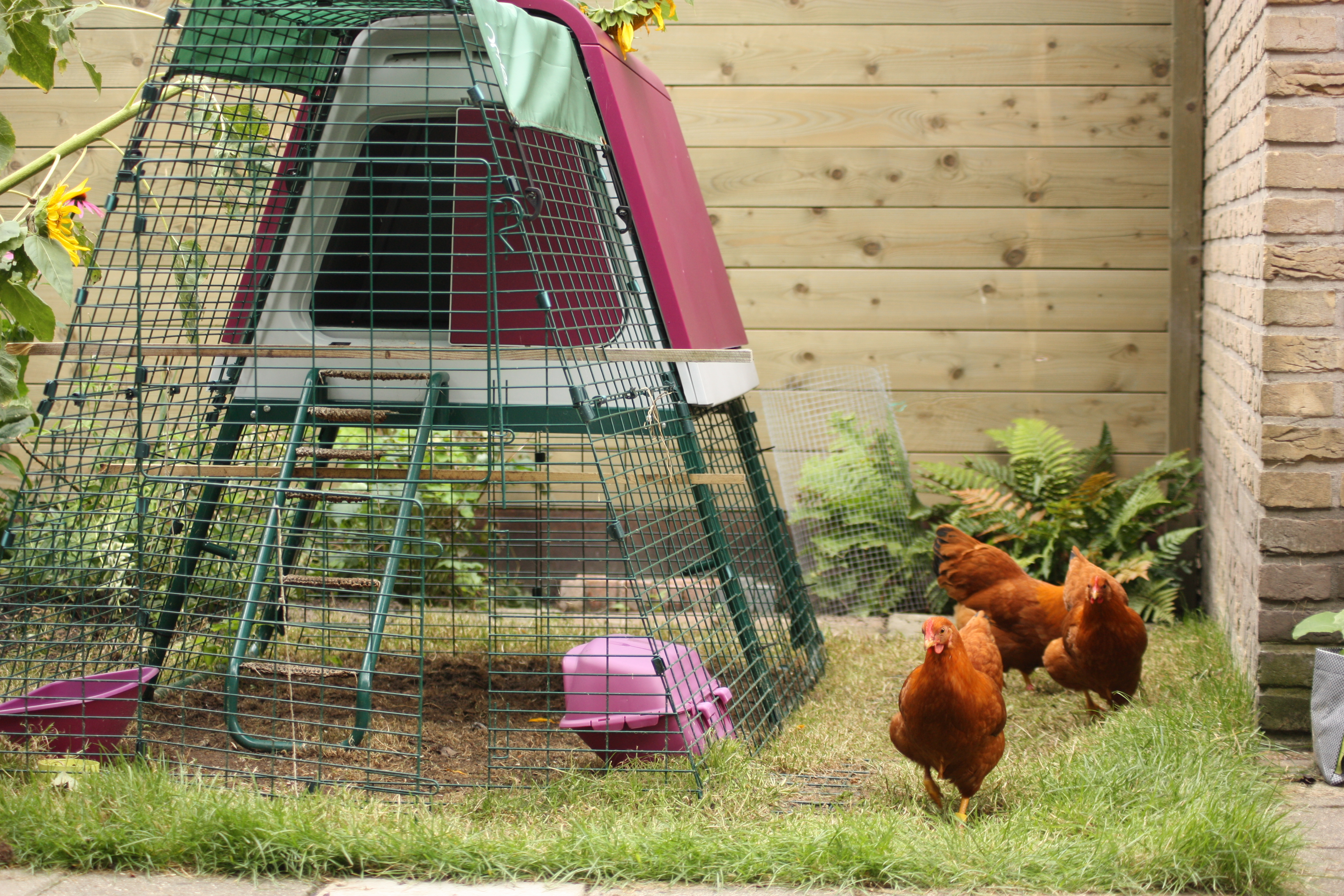 Pauline Snel's hens love to free ranging in her garden