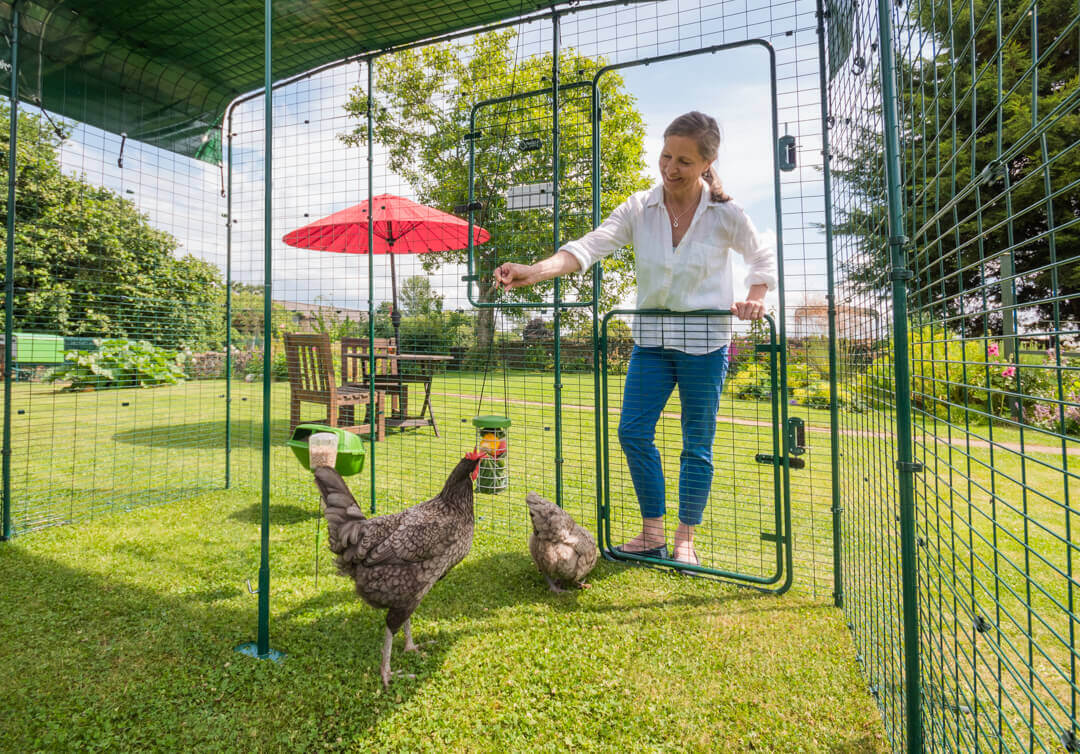 Mujer mirando a sus gallinas en la extensión del recinto de exterior de Omlet