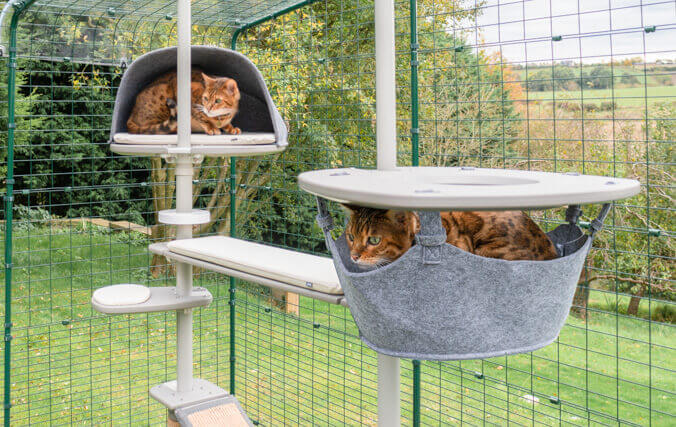 gatos jugando en el sistema de postes para gatos de exterior para recinto