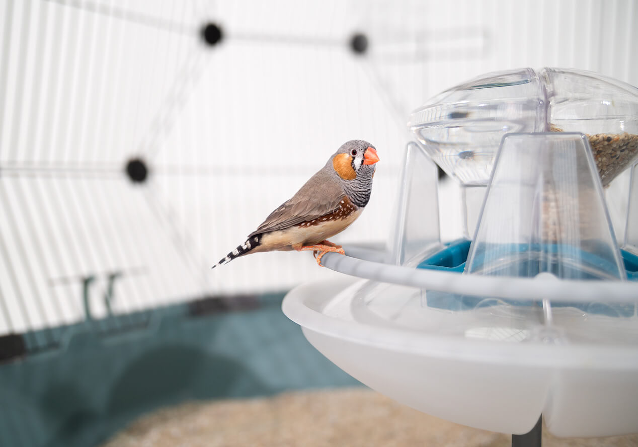 Un finche sentado en el anillo removible que rodea el comedero de la jaula para pájaros Geo