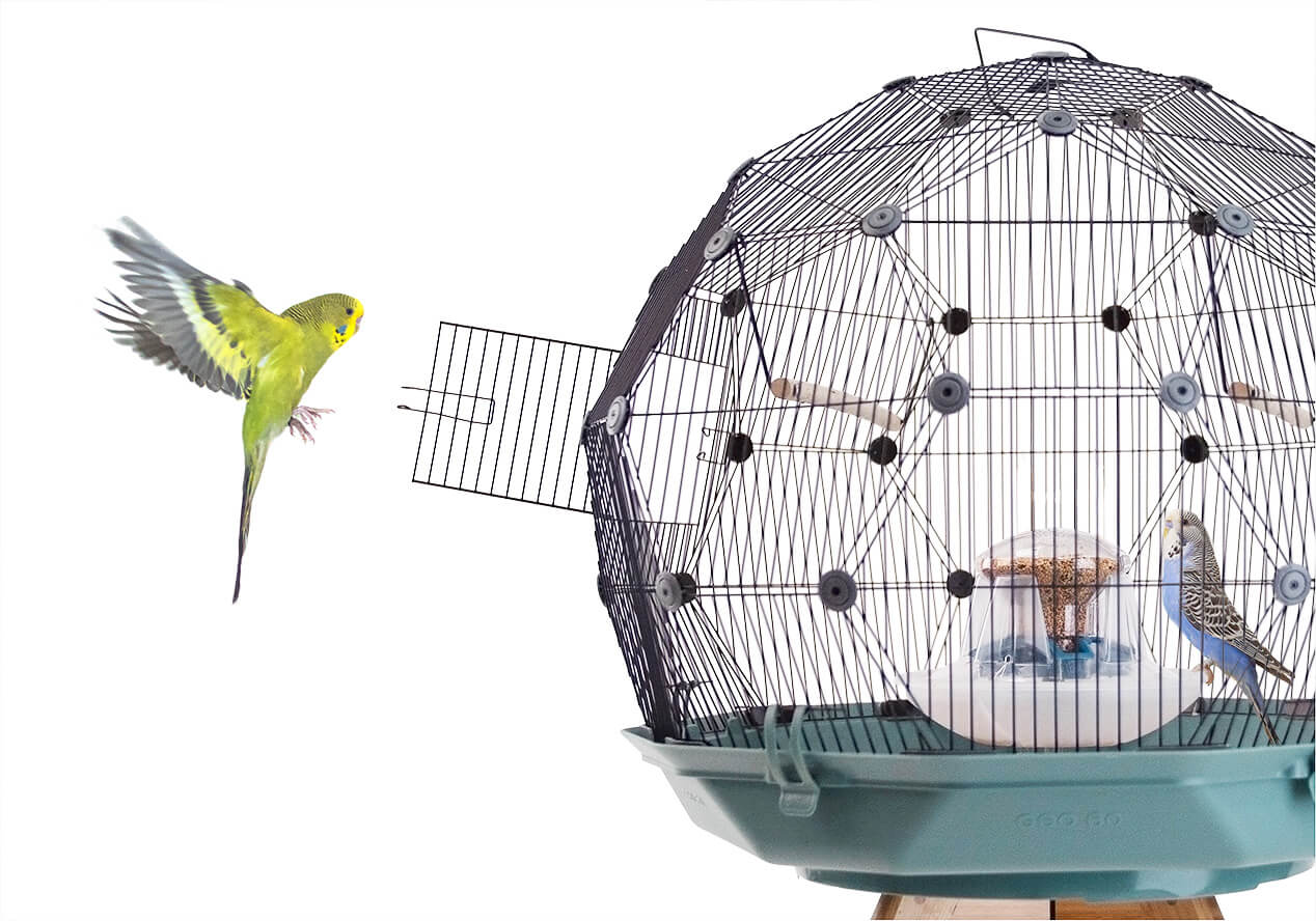 Un periquito amarillo vuela hacia una puerta abierta de la jaula Geo mientras que un periquito azul se posa en el centro de la jaula