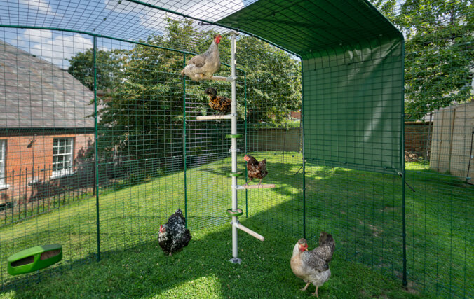 Un sistema de perchas para gallinas unido a un corral para gallinas