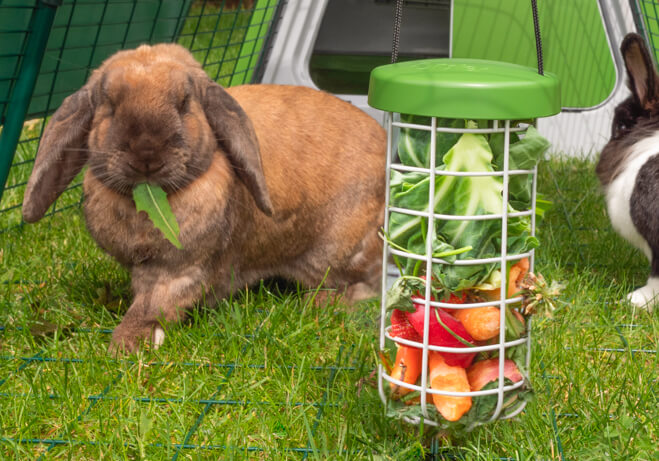 Un conejo marrón claro comiendo fruta y verdura de un Caddi que cuelga del corral de un Eglu Go