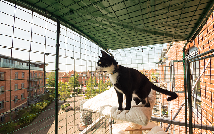 Retrato aeropuerto Recuperar Recinto de balcón para gatos | Recinto para gatos de ciudad más innovador |  Omlet