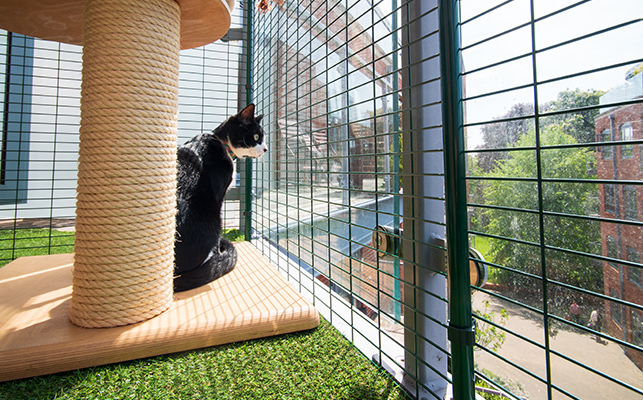 Un gato sentado cerca de su poste para rascar en el recinto de balcón